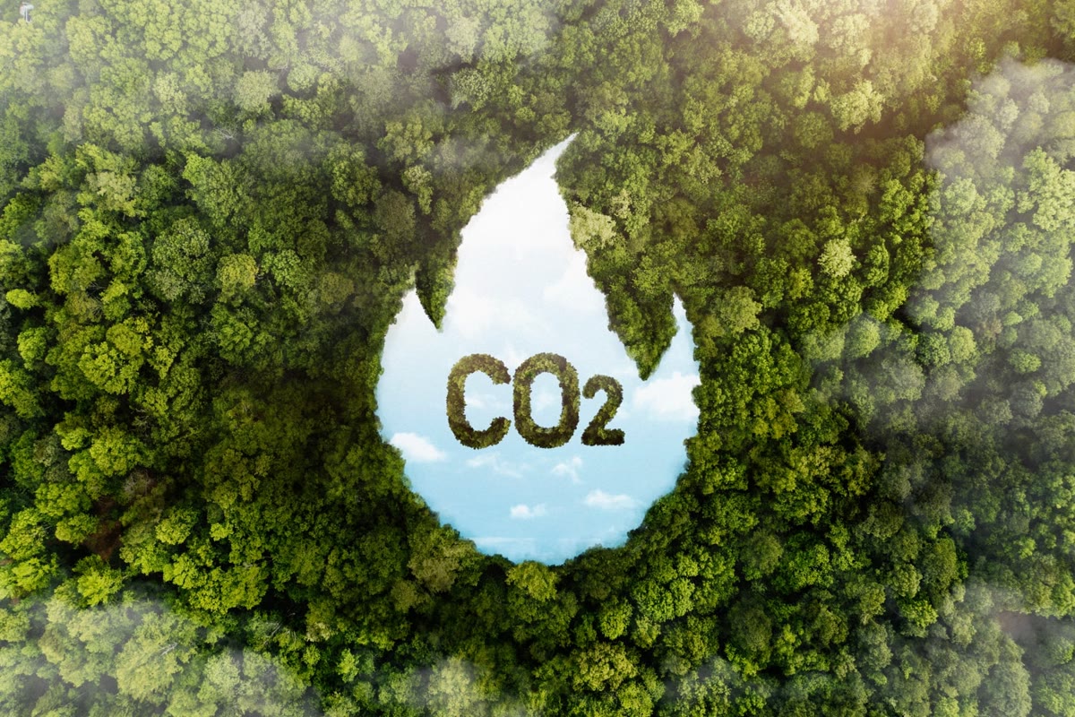 Illustration végétale formant une empreinte autour des lettres CO2.